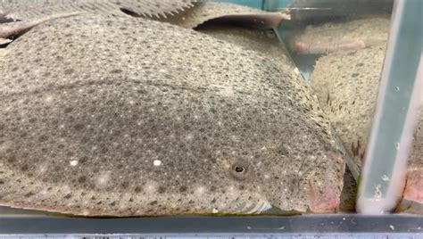 tampal puke fish|Iba pa.